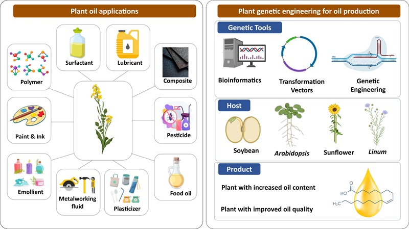 Boosting plant oil yields: the role of genetic engineering in industrial applications 
