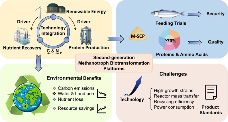 Methanotroph biotransformation for nutrient recovery: a review of current strategies and future opportunities 