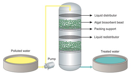 Towards sustainable development of microalgal biosorption for treating effluents containing heavy metals 