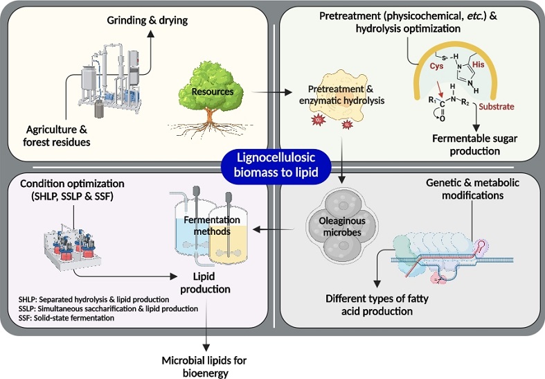 biofuel research paper topics New trends in microbial lipid-based biorefinery for fermentative bioenergy production from lignocellulosic biomass