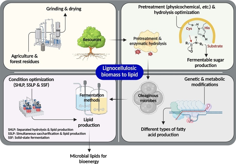 New trends in microbial lipid-based biorefinery for fermentative bioenergy production from lignocellulosic biomass 