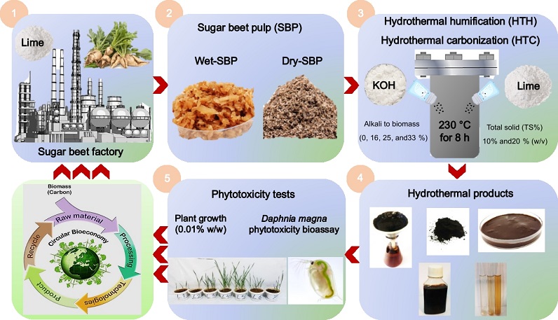 Lime-assisted hydrothermal humification and carbonization of sugar beet pulp: Unveiling the yield, quality, and phytotoxicity of products 